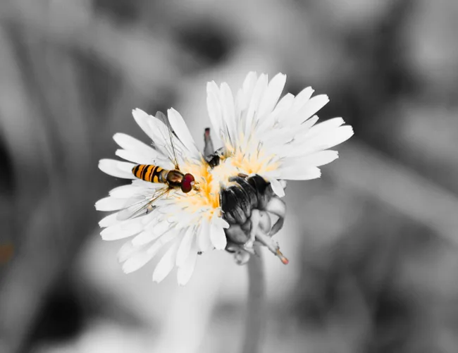Nahaufnahme einer weißen Blüte mit Insekten vor unscharfem grauem Hintergrund