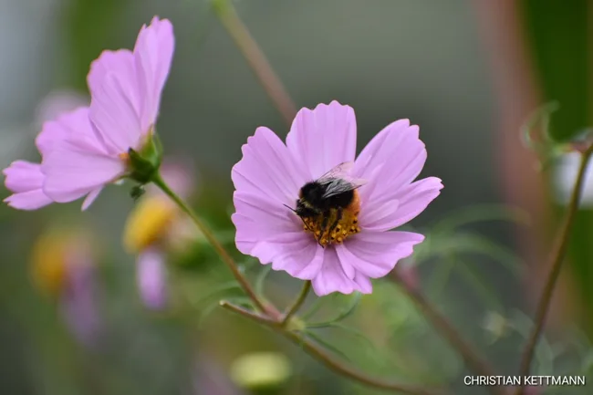 Rosa Blüten mit Hummel